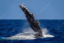 Image result for Megaptera novaeangliae