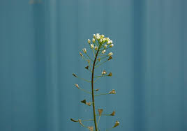 Attēlu rezultāti vaicājumam “Capsella bursa-pastoris flower”