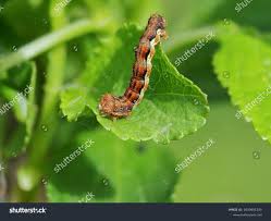 Attēlu rezultāti vaicājumam “Erannis defoliaria larva”