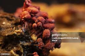 Attēlu rezultāti vaicājumam “Craterium minutum stalked”