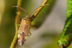 Attēlu rezultāti vaicājumam “Pantilius tunicatus imago”