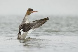 Attēlu rezultāti vaicājumam “Mergus serrator female”