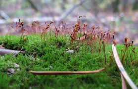 Attēlu rezultāti vaicājumam “Serpoleskea confervoides”