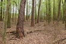 Attēlu rezultāti vaicājumam “Nothorhina punctata”