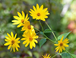 Attēlu rezultāti vaicājumam “Helianthus tuberosus flower”