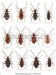 Attēlu rezultāti vaicājumam “Ptinus sp. female”