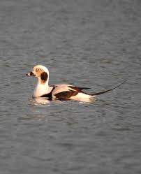 Attēlu rezultāti vaicājumam “Clangula hyemalis male”