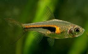 Image result for Microgadus tomcod