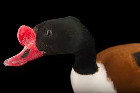 Attēlu rezultāti vaicājumam “Tadorna tadorna”