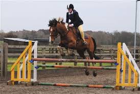 Image result for Weybridge Equestrian Centre