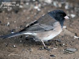 Image result for Junco hyemalis
