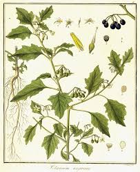 Attēlu rezultāti vaicājumam “Solanum nigrum”