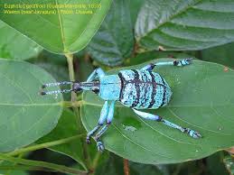 Attēlu rezultāti vaicājumam “Curculionidae”