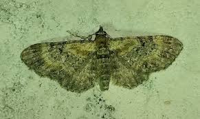 Attēlu rezultāti vaicājumam “Eupithecia linariata”