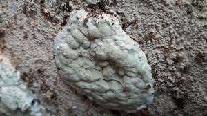 Attēlu rezultāti vaicājumam “Gloeoporus pannocinctus”