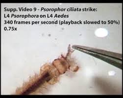 Attēlu rezultāti vaicājumam “Cystiphora sanguinea larva”