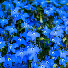 Attēlu rezultāti vaicājumam “Lobeliaceae”