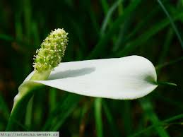 Attēlu rezultāti vaicājumam “Calla palustris”