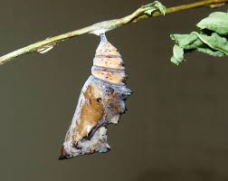 Attēlu rezultāti vaicājumam “Nymphalis pupa”