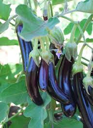 Afbeeldingsresultaat voor fengyuan purple eggplant
