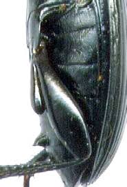 Attēlu rezultāti vaicājumam “Pterostichus aethiops”