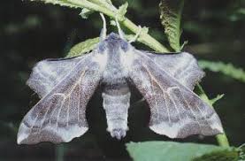 Attēlu rezultāti vaicājumam “Laothoe amurensis”