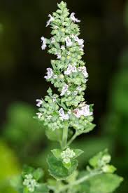 Image result for Nepeta cataria