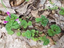 Attēlu rezultāti vaicājumam “Lamium amplexicaule”