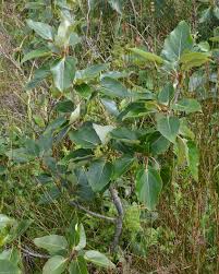 Attēlu rezultāti vaicājumam “Populus x jackii flower”