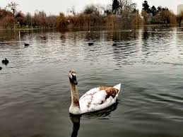 Attēlu rezultāti vaicājumam “Cygnus olor juvenile”