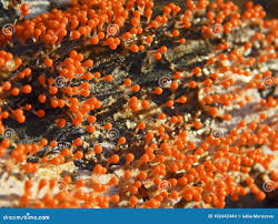 Attēlu rezultāti vaicājumam “Trichia decipiens”