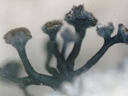 Attēlu rezultāti vaicājumam “Chaenotheca chrysocephala”