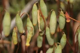 Attēlu rezultāti vaicājumam “Pohlia”