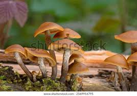 Attēlu rezultāti vaicājumam “Galerina marginata”