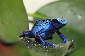 Image result for blauer baumsteiger