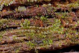 Attēlu rezultāti vaicājumam “Lophocolea minor macro”