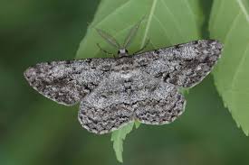 Attēlu rezultāti vaicājumam “Hypomecis roboraria”