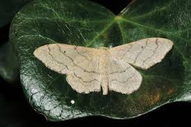 Attēlu rezultāti vaicājumam “Idaea aversata”