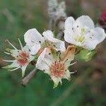 Attēlu rezultāti vaicājumam “Crataegus chrysocarpa”