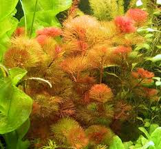 Fiches: Plantes aquatiques Images?q=tbn:ANd9GcToL2fPv6fUulFtPQRhjlLI5s0wj0y6INAnr-BTiyt6CgF5ECrq 