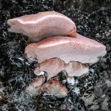 Attēlu rezultāti vaicājumam “Leptoporus mollis”