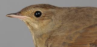 Image result for Luscinia luscinia