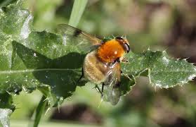Attēlu rezultāti vaicājumam “Arctophila superbiens”