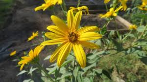 Attēlu rezultāti vaicājumam “Helianthus tuberosus flower”