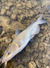 Image result for Ictalurus punctatus