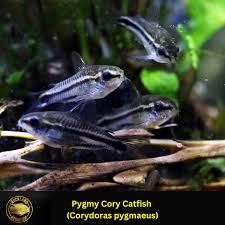 Image result for fish corydoras