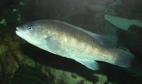 Image result for Tautogolabrus adspersus