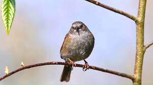 Attēlu rezultāti vaicājumam “Prunella modularis adult”