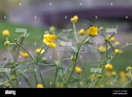 Attēlu rezultāti vaicājumam “Ranunculus auricomus flower”