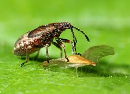 Attēlu rezultāti vaicājumam “Kleidocerys resedae imago”